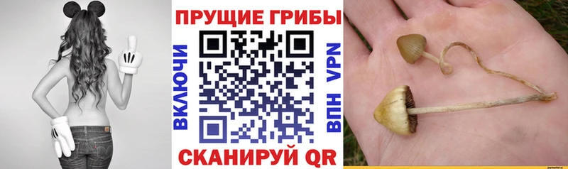 где можно купить   Елец  Псилоцибиновые грибы мухоморы 
